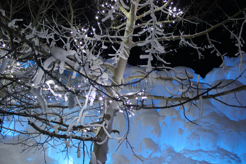 Snow-covered Tree at Night — White, Serene