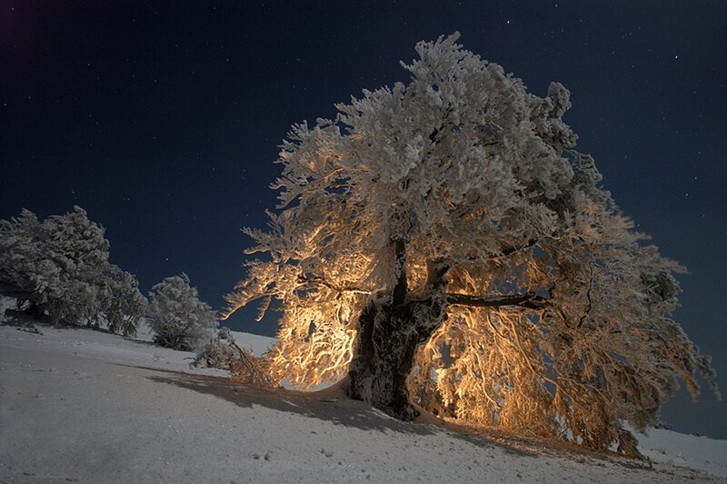 Snow-covered Tree at Night — White