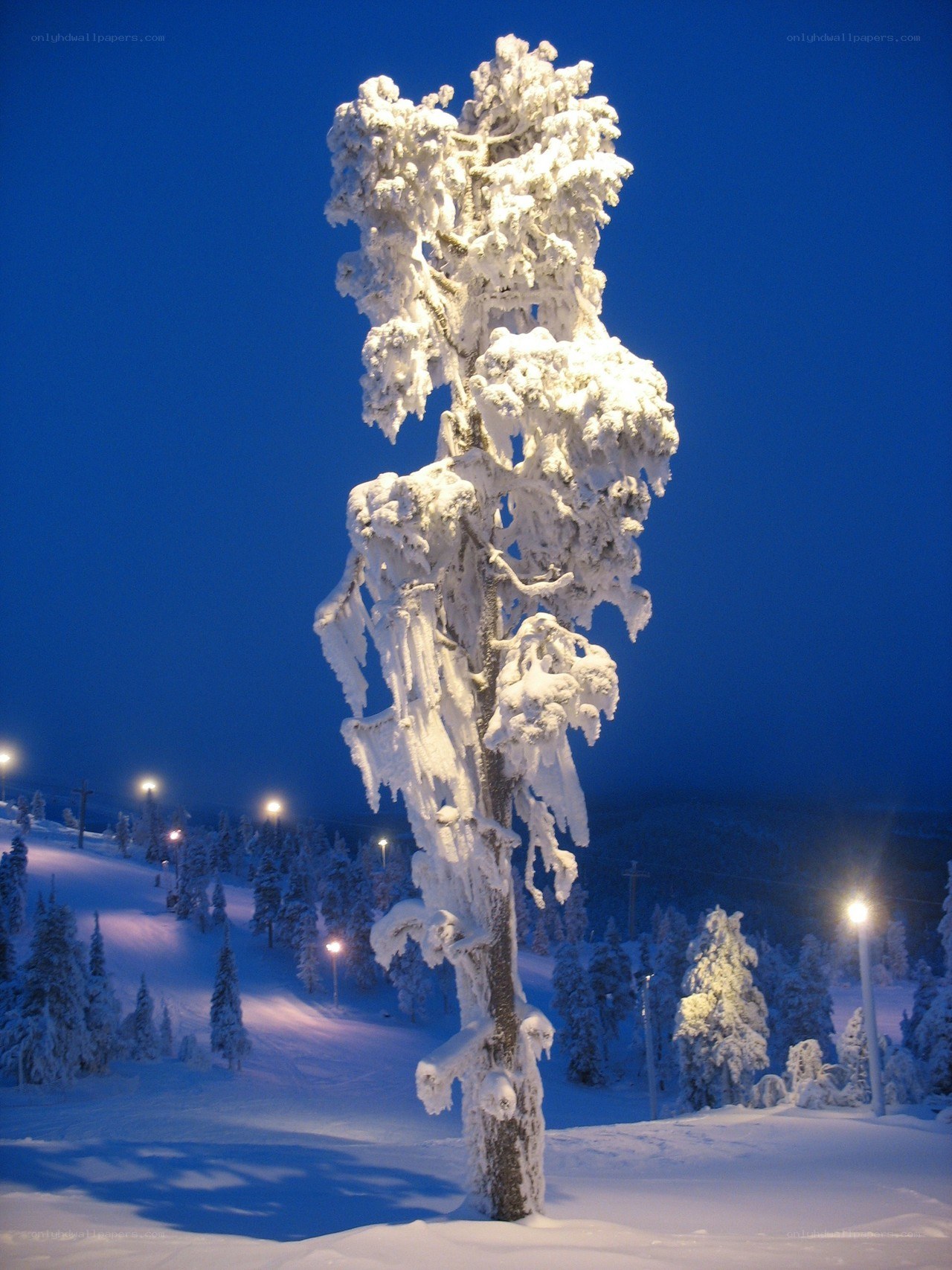 Snow-covered tree at night