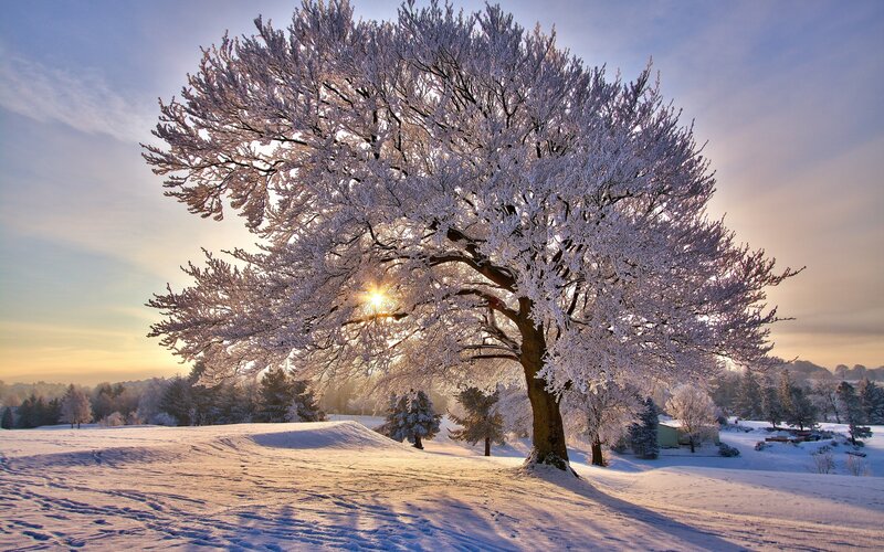 Snow-covered tree at sunrise