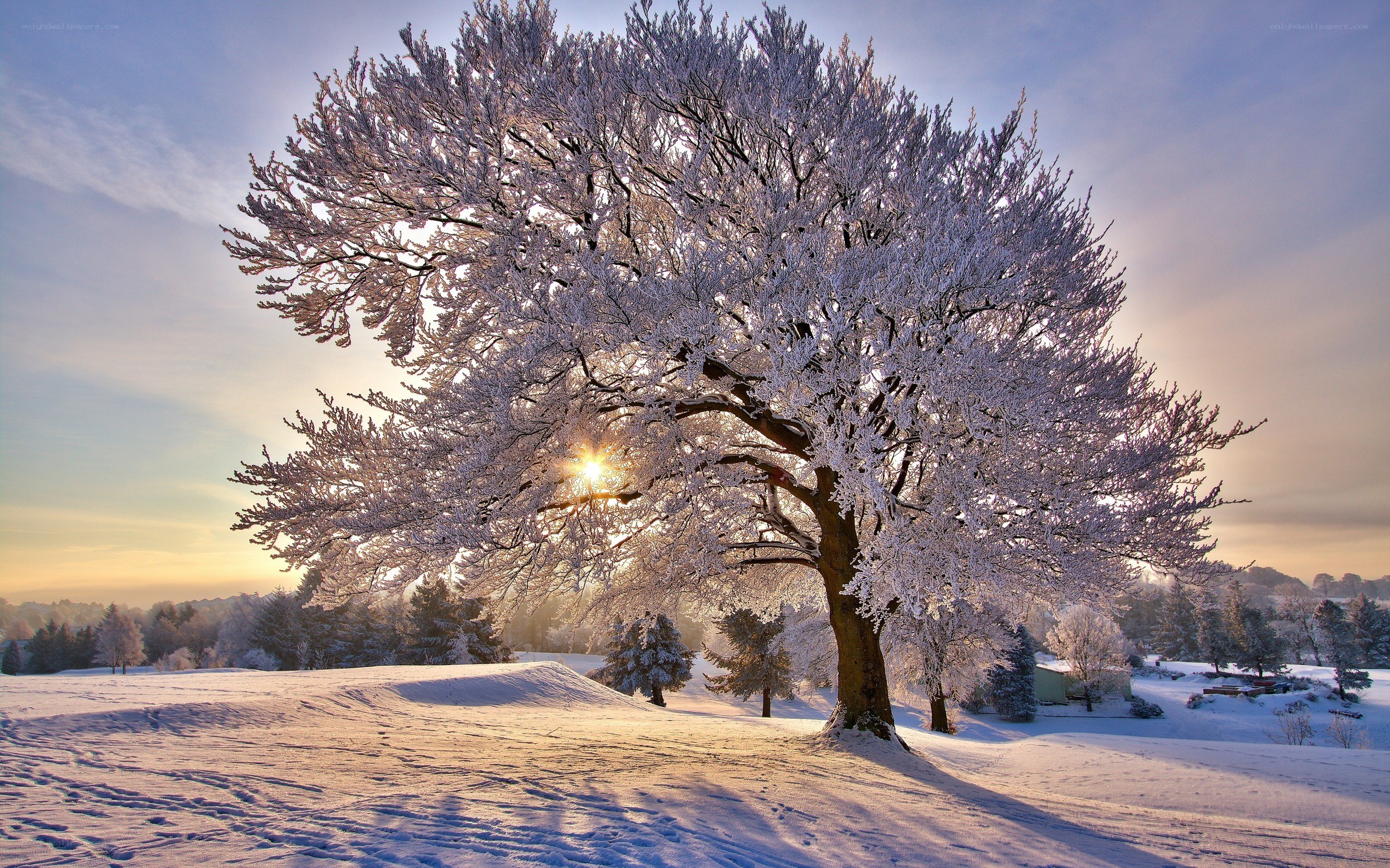 Snow-covered tree at sunrise