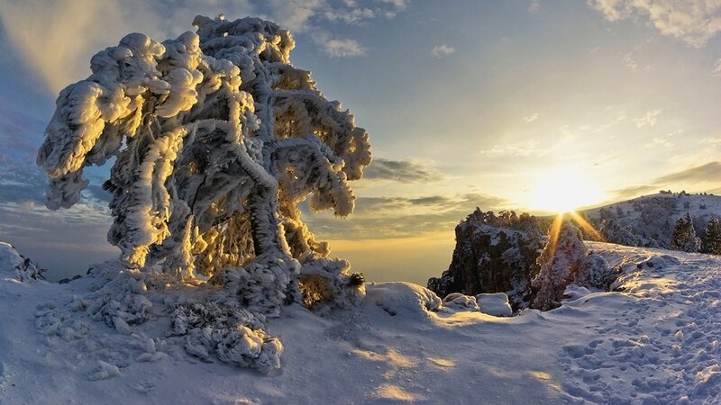 Snow-covered tree at sunset