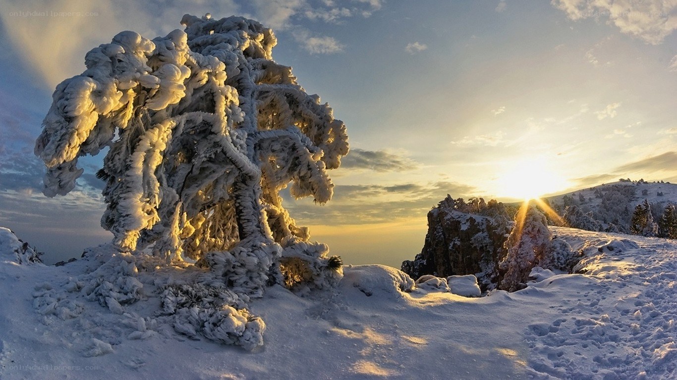 Snow-covered tree at sunset