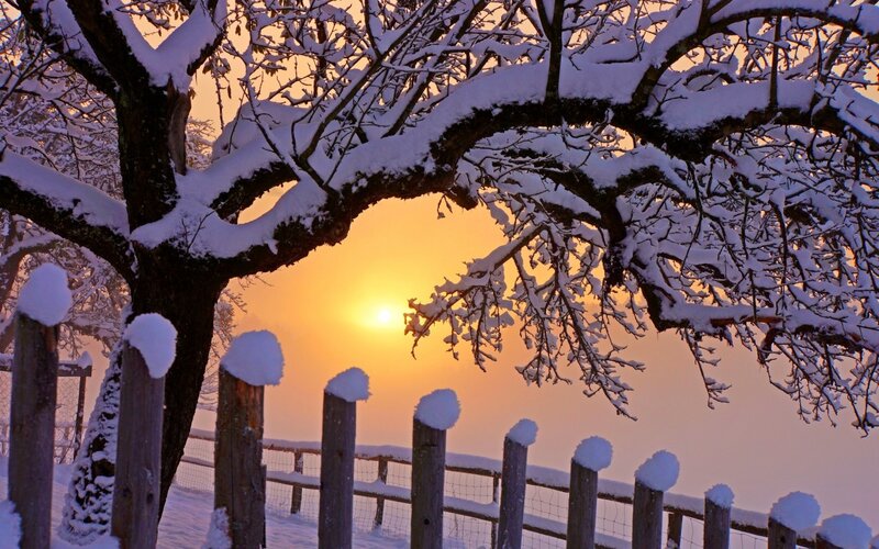 Snow-covered Tree at Sunset — Orange, Serene, Photograph