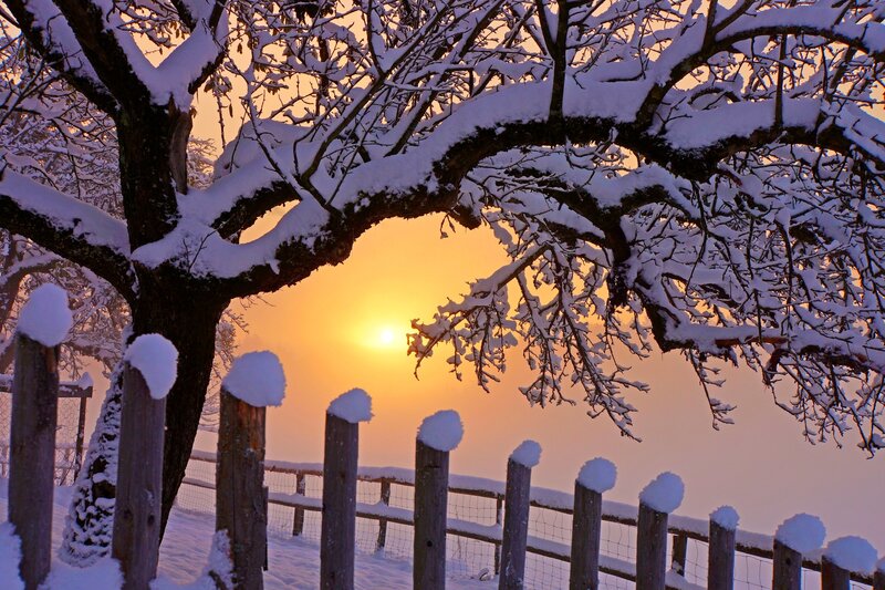 Snow-covered Tree at Sunset — Orange, Serene