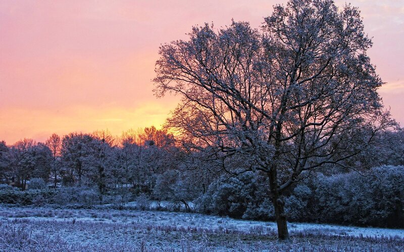 Snow-covered Tree at Sunset — Pink, Serene