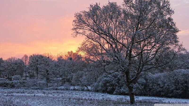 Snow-covered Tree at Sunset — Pink