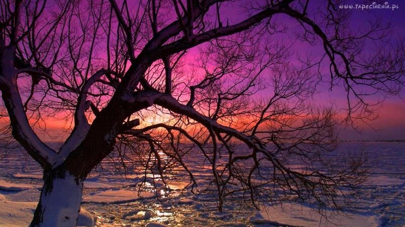 Snow-covered Tree at Sunset — Purple