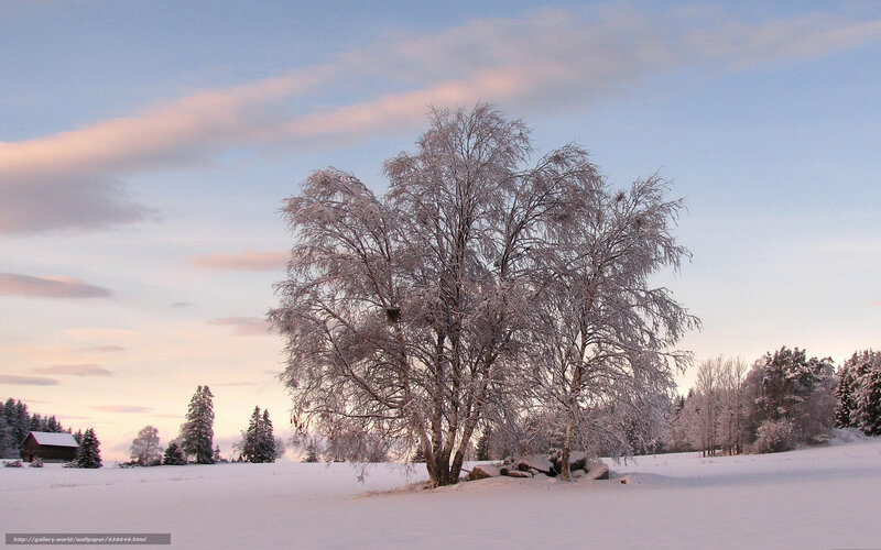 Snow-covered tree at sunset