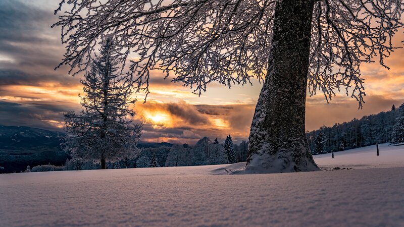 Snow-covered Tree at Sunset — White