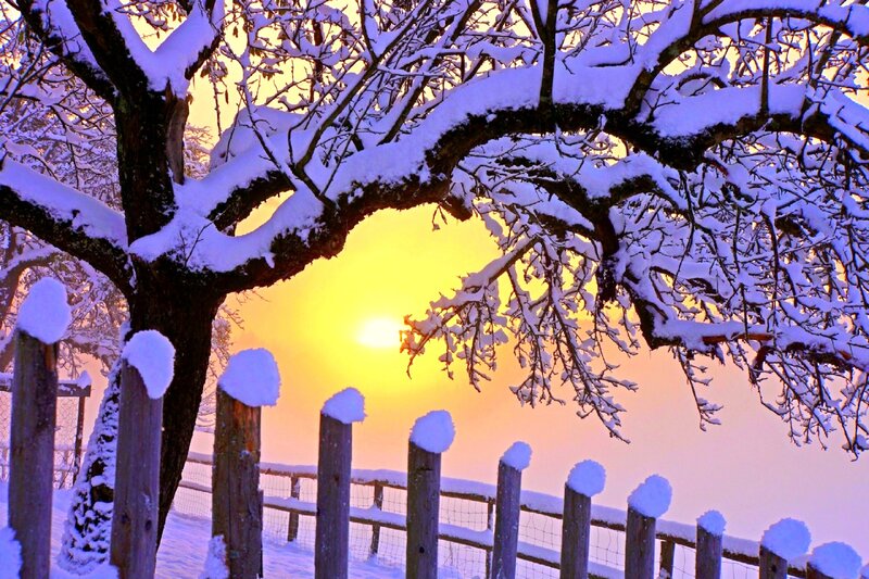 Snow-covered Tree at Sunset — Yellow