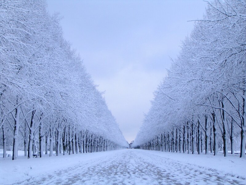 Snow-covered Tree Avenue