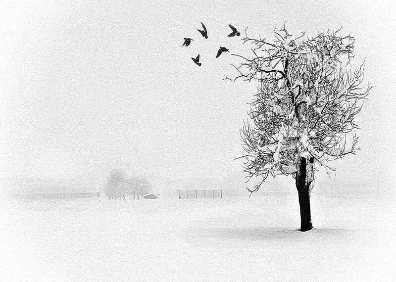 Snow-covered Tree — Black