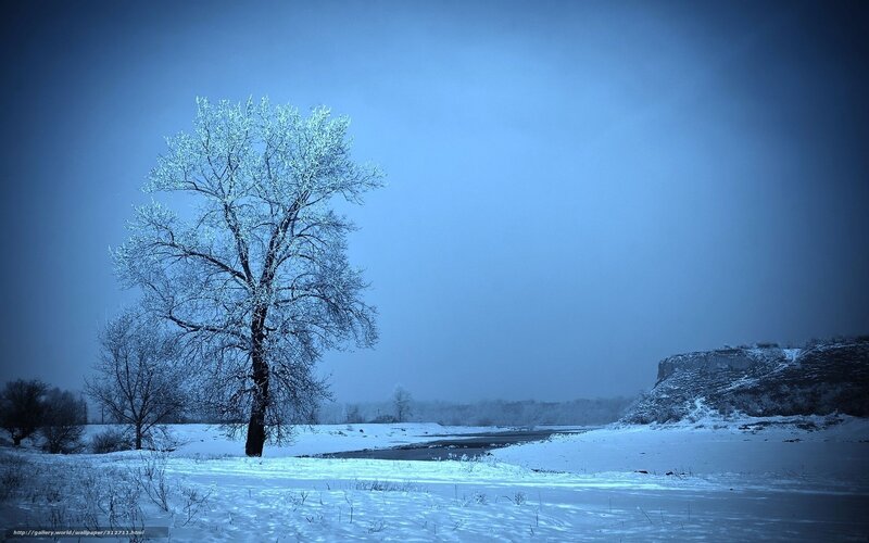 Snow-covered Tree — Blue, Cold, Winter