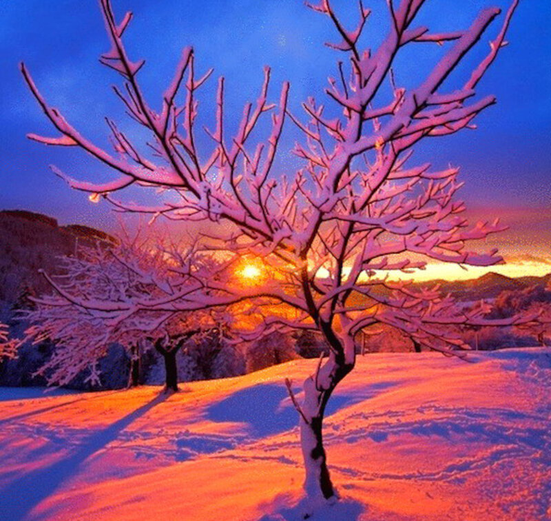Snow-covered Tree — Blue, Dramatic, Winter, Photograph, Snow
