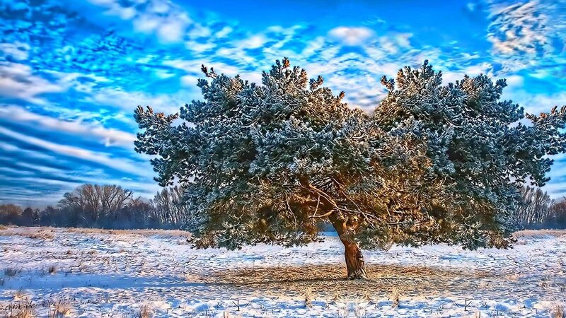 Snow-covered Tree — Blue, Dramatic, Winter