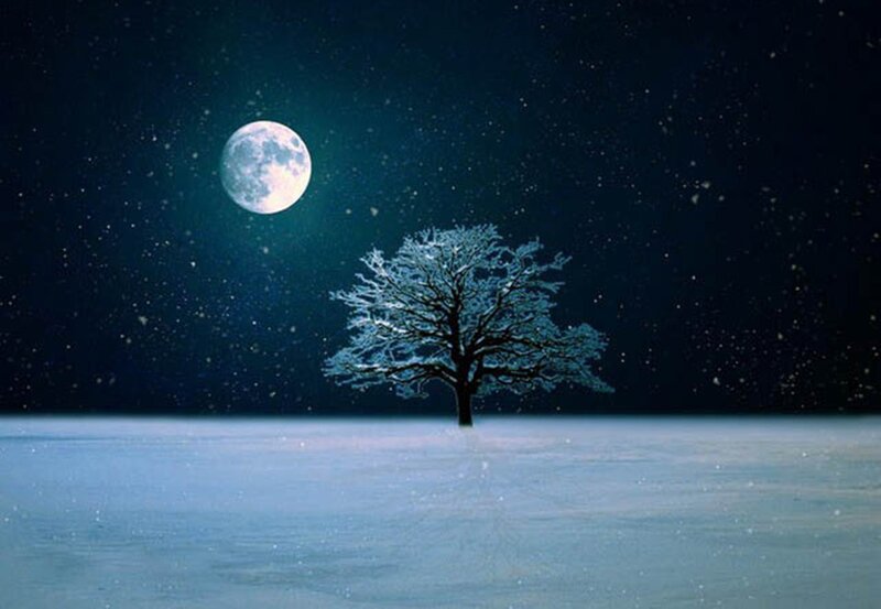 Snow-covered Tree — Blue, Serene, Night