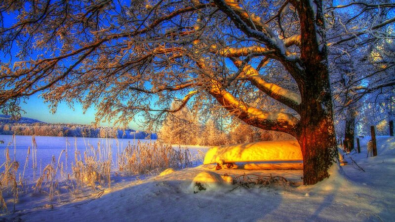 Snow-covered Tree — Blue, Serene, Winter, Photograph, Bench