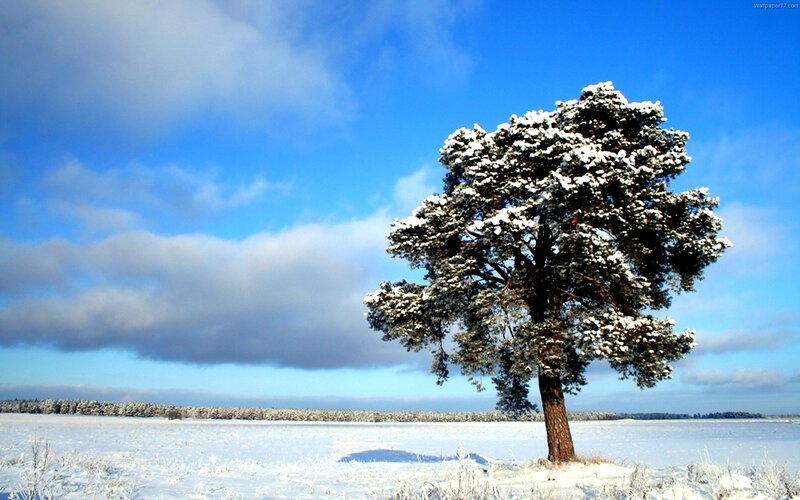 Snow-covered Tree — Blue, Serene, Winter, Photograph, Field