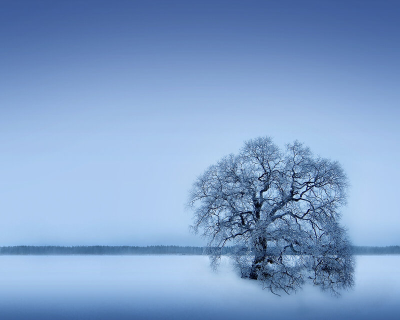 Snow-covered Tree — Blue, Serene, Winter, Photograph, Fog