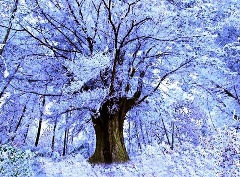 Snow-covered Tree — Blue, Serene, Winter, Photograph, Forest