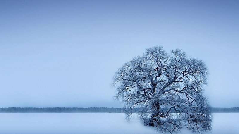 Snow-covered Tree — Blue, Serene, Winter, Photograph, Frost