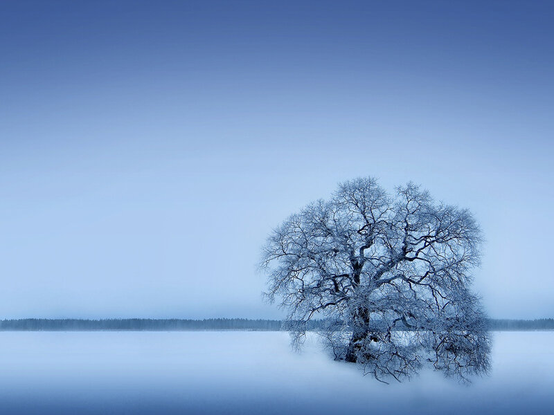 Snow-covered Tree — Blue, Serene, Winter, Photograph, Frozen Lake
