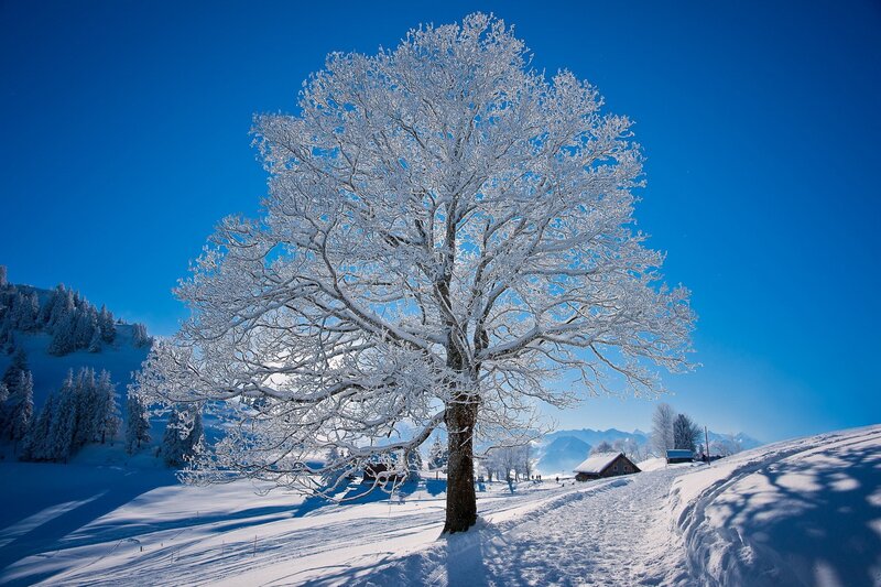 Snow-covered Tree — Blue, Serene, Winter, Photograph, Mountains, Cabin, Forest, Path