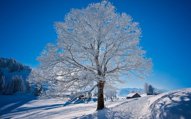 Snow-covered Tree — Blue, Serene, Winter, Photograph, Mountains, Cabin, Forest