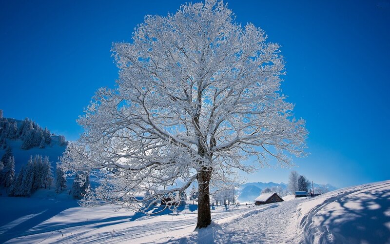 Snow-covered Tree — Blue, Serene, Winter, Photograph, Mountains, Cabin