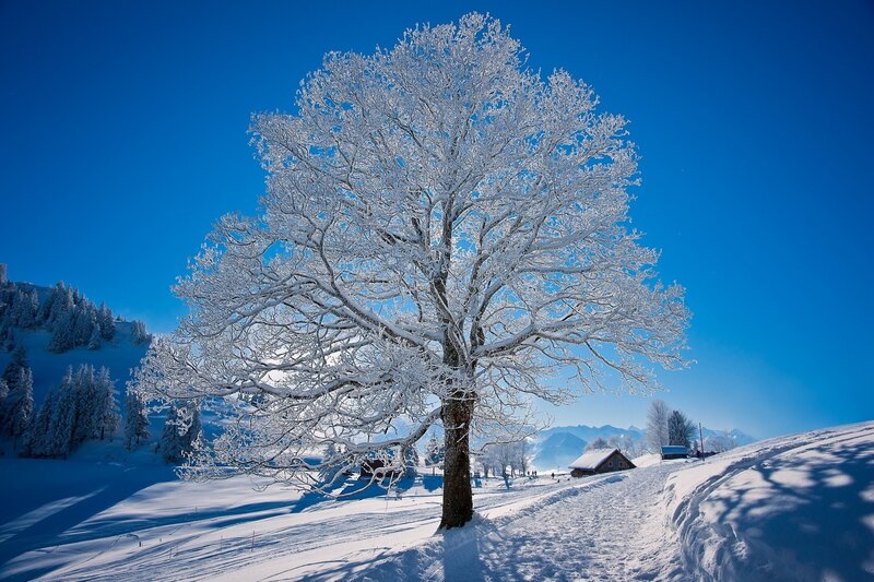 Snow-covered Tree — Blue, Serene, Winter, Photograph, Mountains