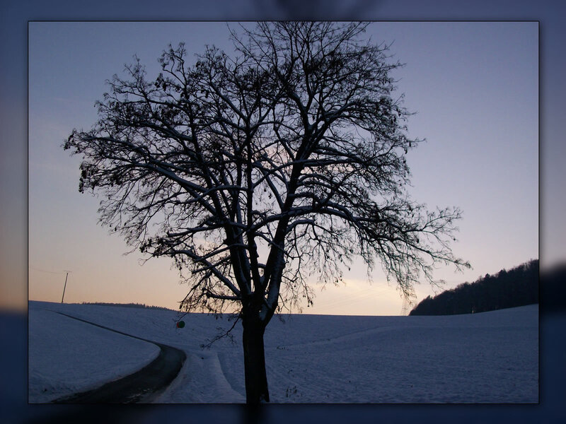 Snow-covered Tree — Blue, Serene, Winter, Photograph, Road