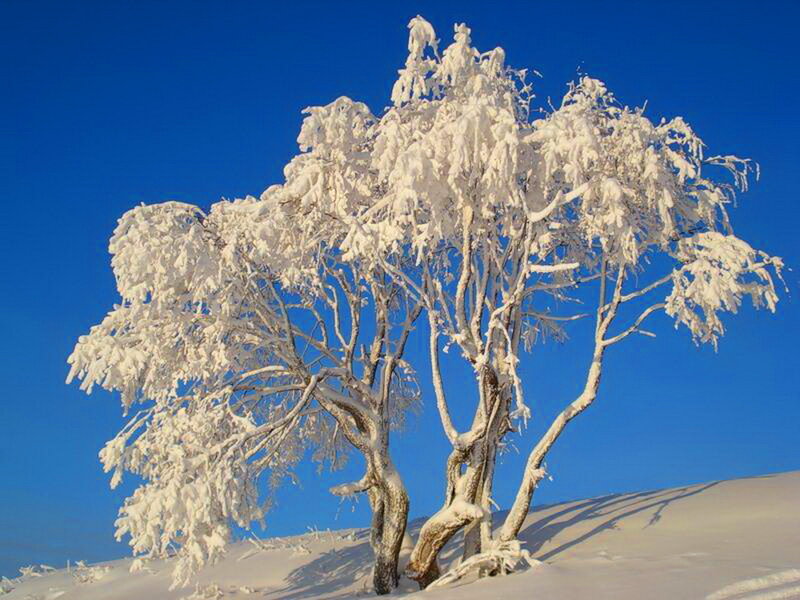 Snow-covered Tree — Blue, Serene, Winter, Photograph, Snow, Sky