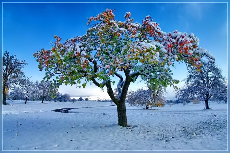 Snow-covered Tree — Blue, Serene, Winter, Photograph, Snow, Sky, Trees