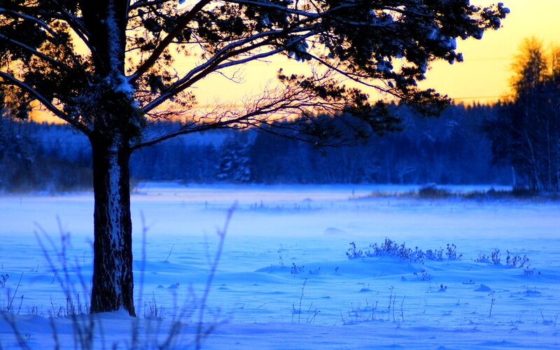 Snow-covered Tree — Blue, Serene, Winter, Photograph, Snow