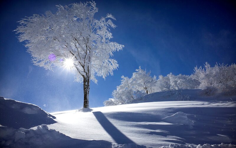 Snow-covered Tree — Blue, Serene, Winter, Photograph, Sun