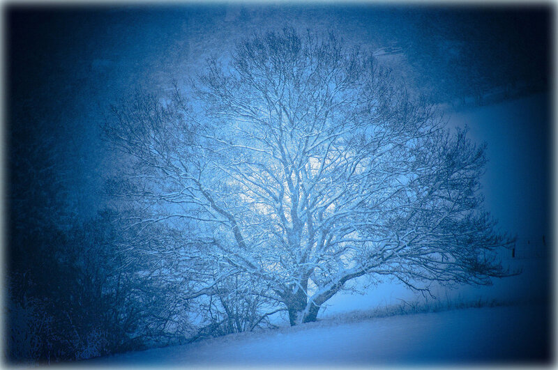 Snow-covered Tree — Blue, Serene, Winter, Photograph