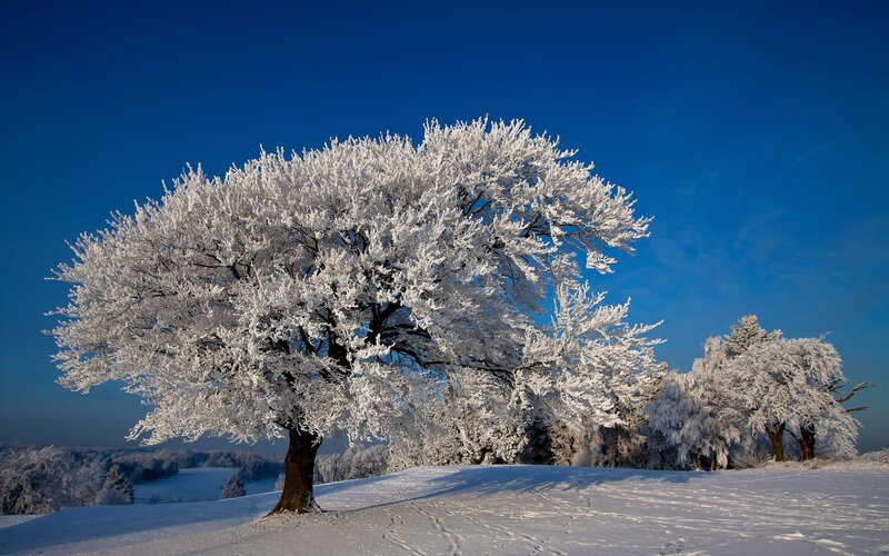 Snow-covered Tree — Blue, Serene, Winter, Photograph, Trees