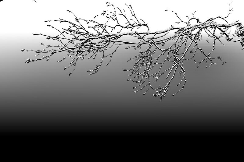 Snow-covered Tree Branch — Black