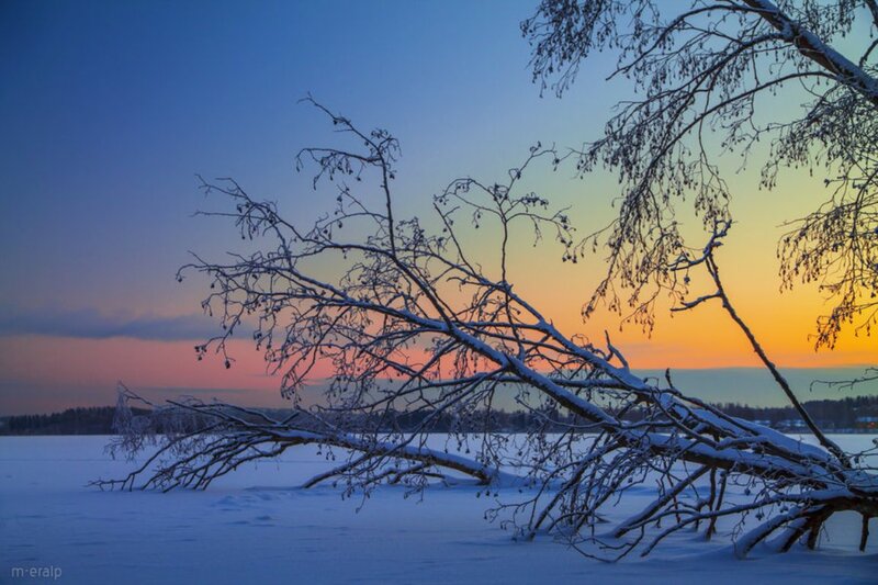 Snow-covered Tree Branch — Blue