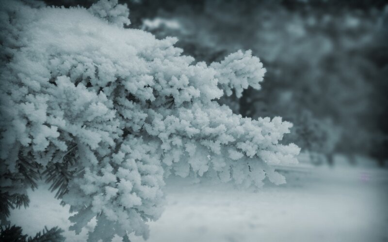 Snow-covered tree branch