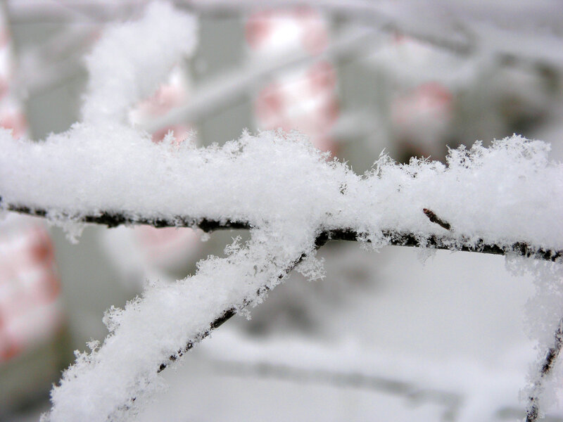 Snow-covered Tree Branch — White, Calm