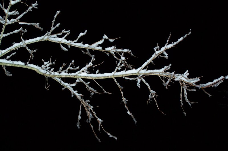 Snow-covered Tree Branch — White, Dramatic