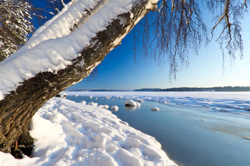Snow-covered Tree Branch — White, Serene