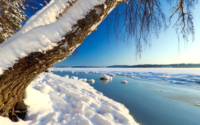Snow-covered Tree Branch — White, Serene, Winter
