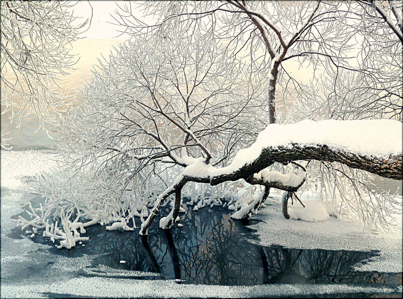 Snow-covered Tree Branch — White