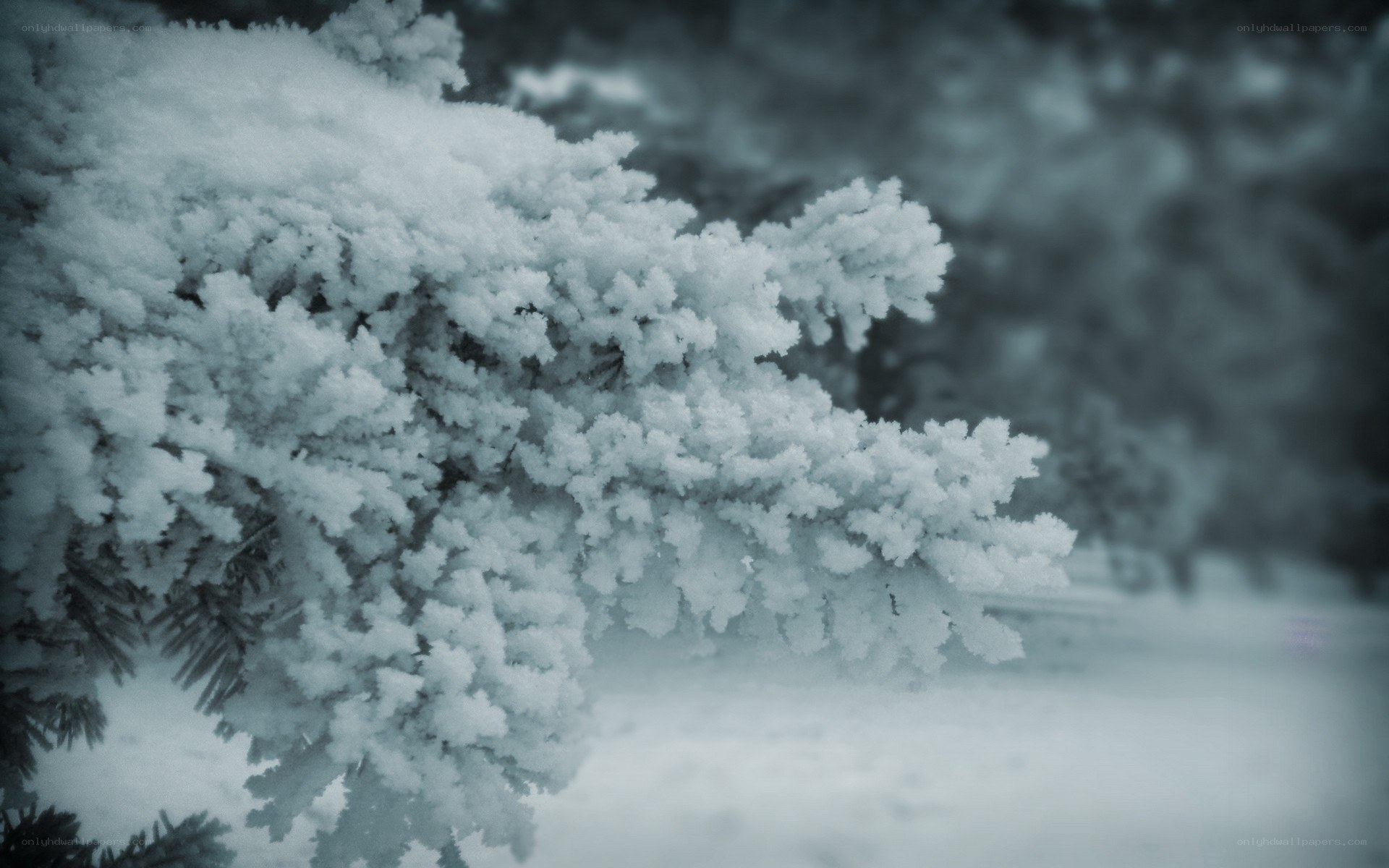 Snow-covered tree branch