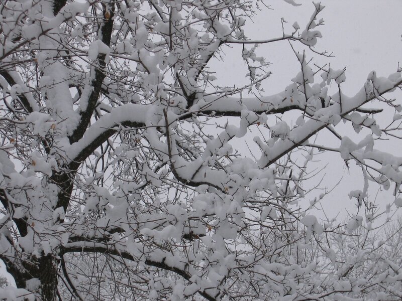 Snow-covered tree branches