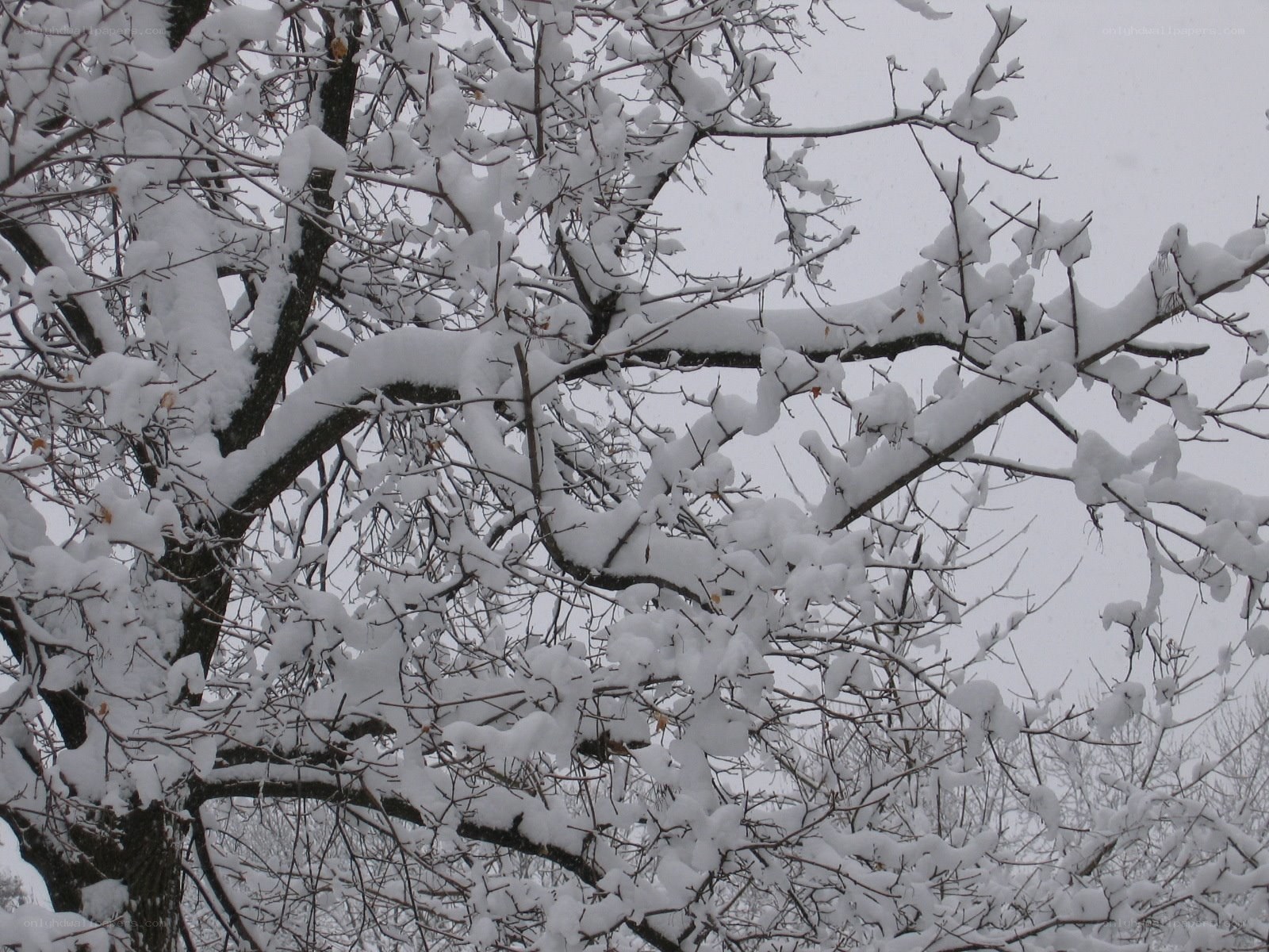 Snow-covered tree branches