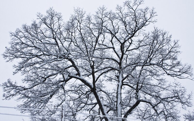 snow-covered tree branches